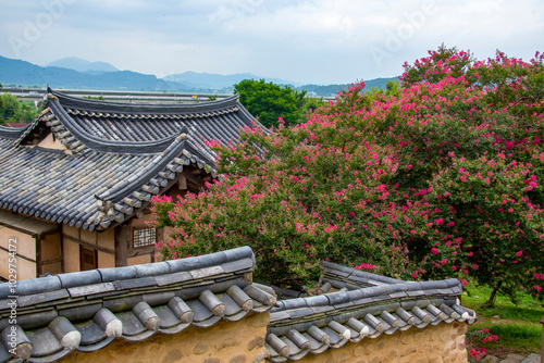 Flowers of lagerstroemia indica at Hamogjeong Pavilion near Dalseong-gun, Korea. This pavilion was built in the Joseon Dynasty, Korea Treasure No 2053. photo