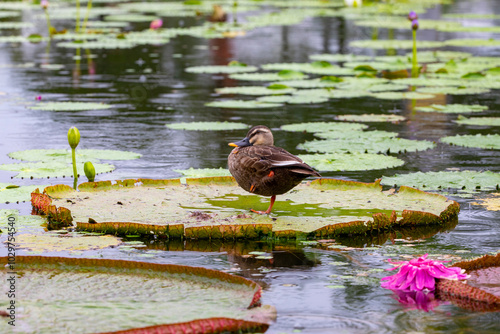 A duck on a giant leaf of gorgon plant in a pond at Semiwon Garden near Yangpyeong-gun, Korea. photo