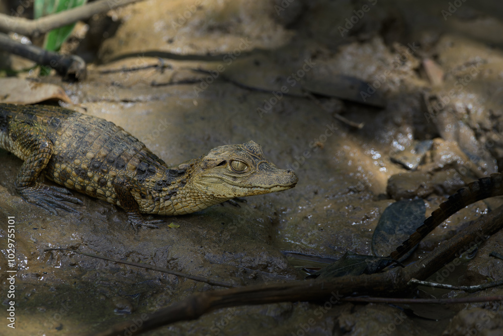 Baby hatchling spectacled caiman on a muddy riverbank. Caiman crocodilus. Profile view. Baby hatchling spectacled caiman on a muddy riverbank. Caiman crocodilus. Profile view.