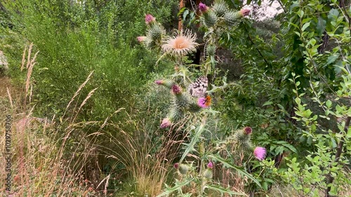 Spectacular slow motion images of a butterfly perched on a thistle plant with violet flowers, next to it there is an orange bumblebee that takes flight and returns again, the butterfly takes flight photo