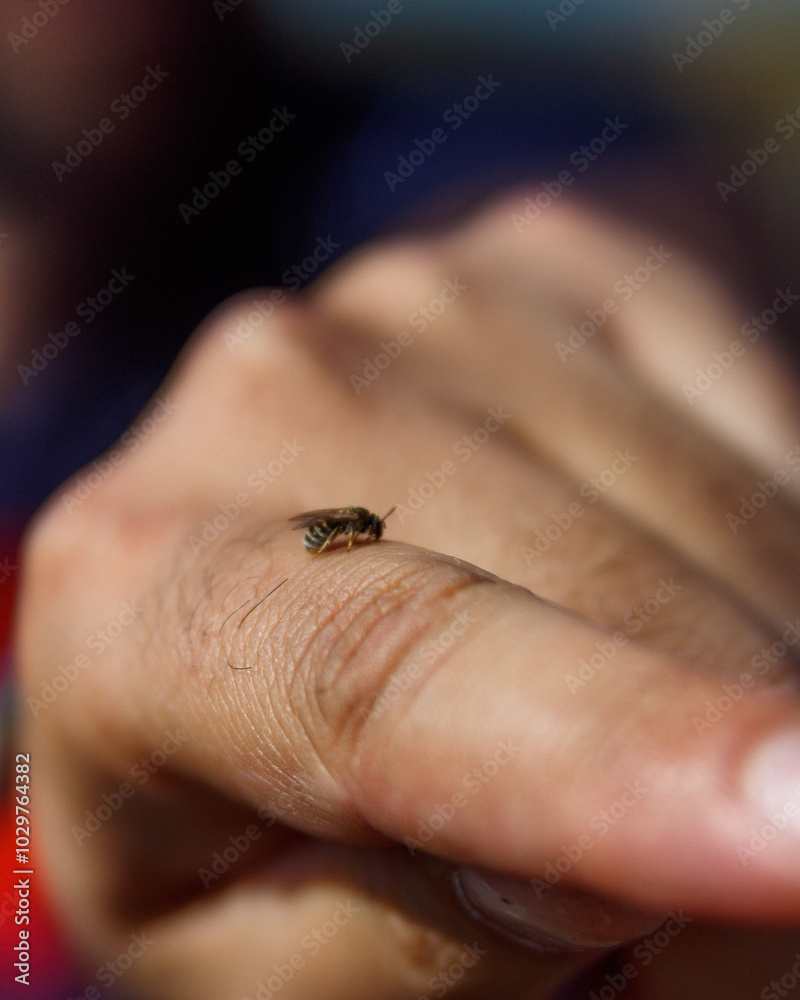 hand holding a bug hand holding a bug