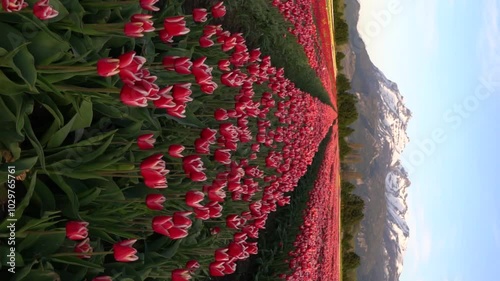 Tulipanes Patagonia en Trevelin Chubut