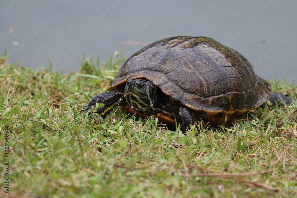 Fototapeta premium A grumpy looking pond turtle