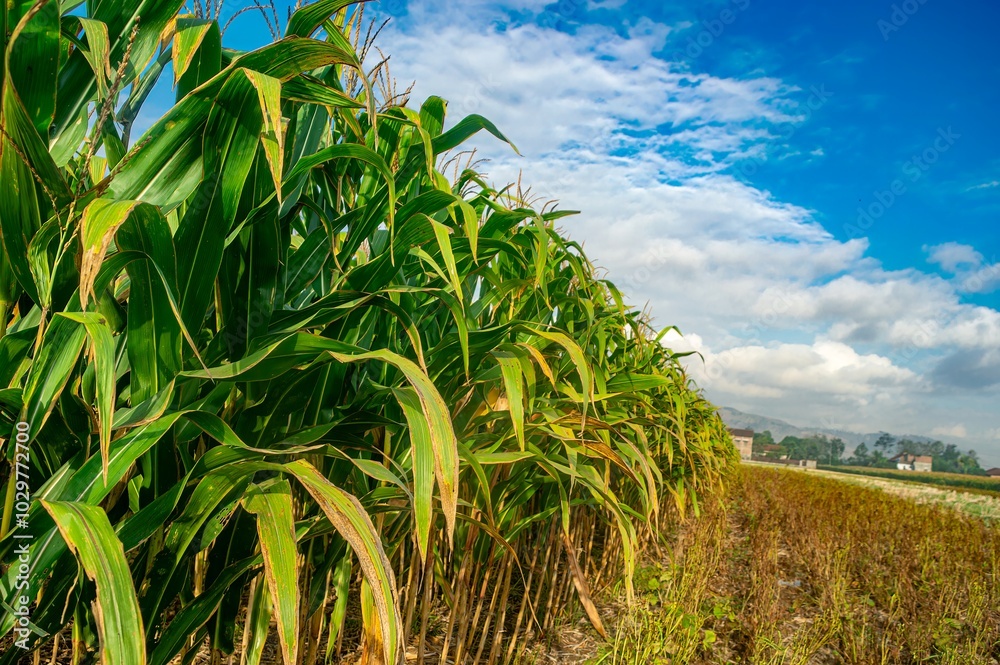 A vibrant cornfield under a bright blue sky with scattered clouds, showcasing healthy green corn plants in a rural setting A vibrant cornfield under a bright blue sky with scattered clouds, showcasing healthy green corn plants in a rural setting