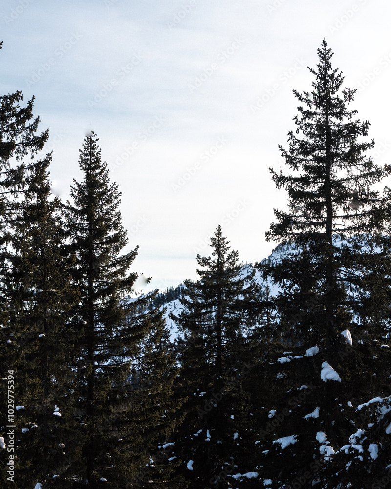 snow covered pine trees snow covered pine trees