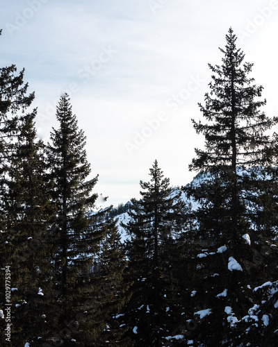 snow covered pine trees