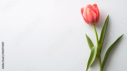 Elegant tulip illustration showcasing its delicate petals and graceful form, set against a pristine white background. This design captures the vibrant color and soft texture of the tulip