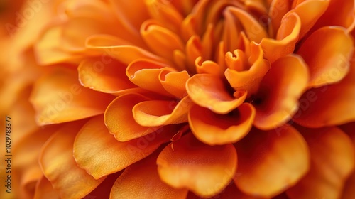 A close up of a flower with a bright orange color