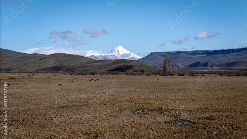 Cattle grazing field at the foot of Lanín Volcano, showcasing its imposing presence in the background.