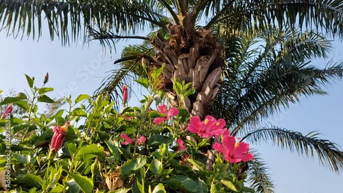 Pink flowers or Hibiscus rosa and palm trees blown by the wind against the background of blue sky in the morning photo