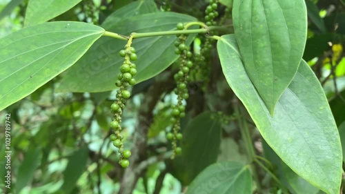 Wallpaper Mural Detailed view of fresh green peppercorns growing on a vine surrounded by large green leaves in a tropical setting, perfect for agricultural and nature-themed content. Torontodigital.ca