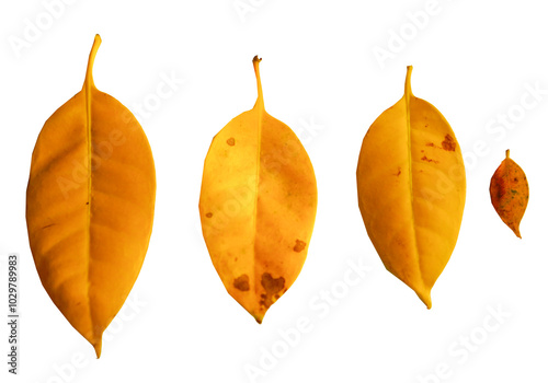 Fagraea fragrans yellow leaves isolated on white background