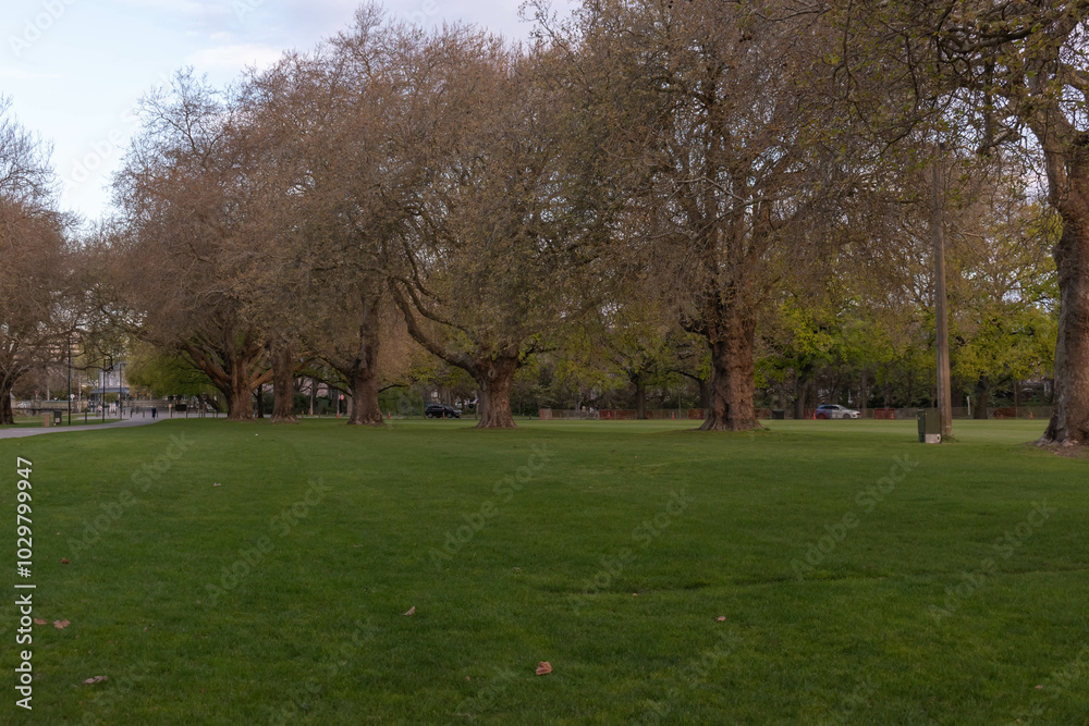 Open Park with Mature Trees in Early Spring Open Park with Mature Trees in Early Spring