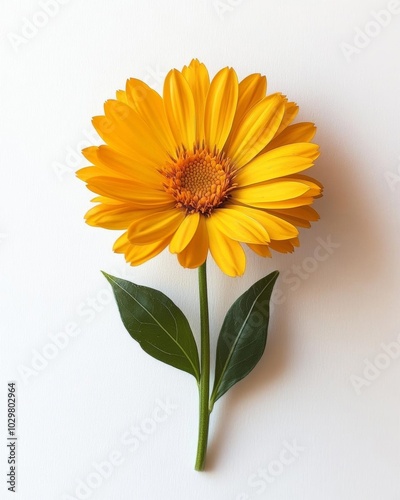 Yellow flower with green leaves on white background