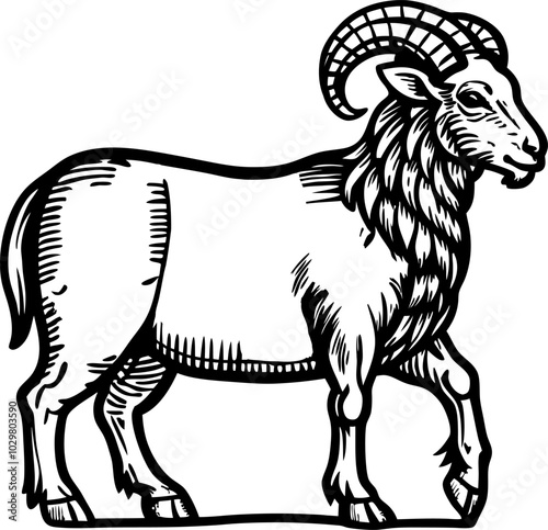 Detailed Vintage Engraving of a Majestic Ram with Curved Horns photo