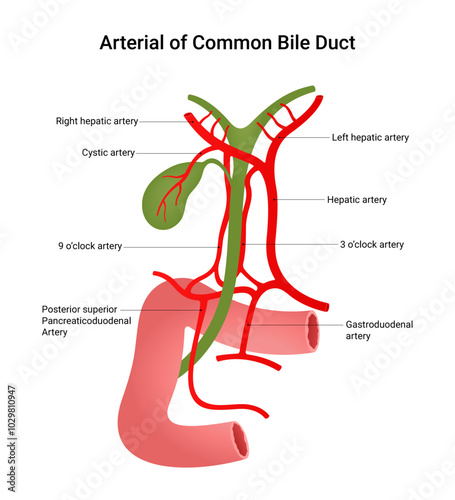 Arterial of Common Bile Duct