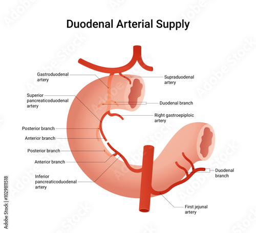 Arterial Supply of the Duodenum
