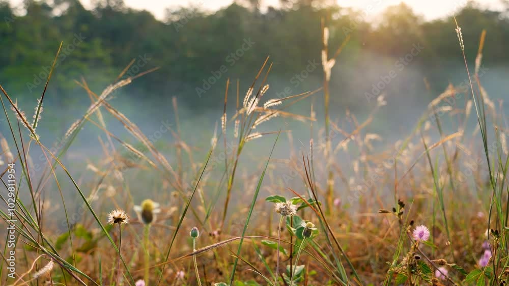 Sunset grass wind autumn meadow in countryside. Beautiful sunset golden grass field beautiful natural flora sunlight outdoor flare. Rural landscape nature plant scene crop view. Morning countryside 