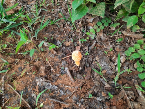 Cyptotrama asprata. Its other names aspratum,  golden scruffy collybia, and  spiny woodknight. This  is a saprobic species of mushroom in the family Physalacriaceae. 
Orange mushroom. 
 photo