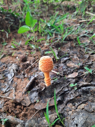 Cyptotrama asprata. Its other names aspratum,  golden scruffy collybia, and  spiny woodknight. This  is a saprobic species of mushroom in the family Physalacriaceae. 
Orange mushroom. 
 photo