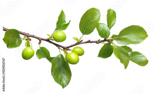 Wallpaper Mural A branch of a plum tree with green leaves and unripe plums on a white background. Torontodigital.ca