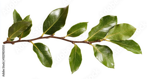 A close-up of a green twig with leaves isolated on a white background.