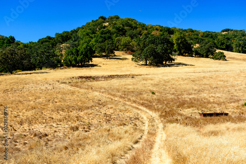 A dry dirt trail winds through golden grass fields in Joseph D. Grant County Park, with green trees and hills in the distance beneath a clear blue sky photo