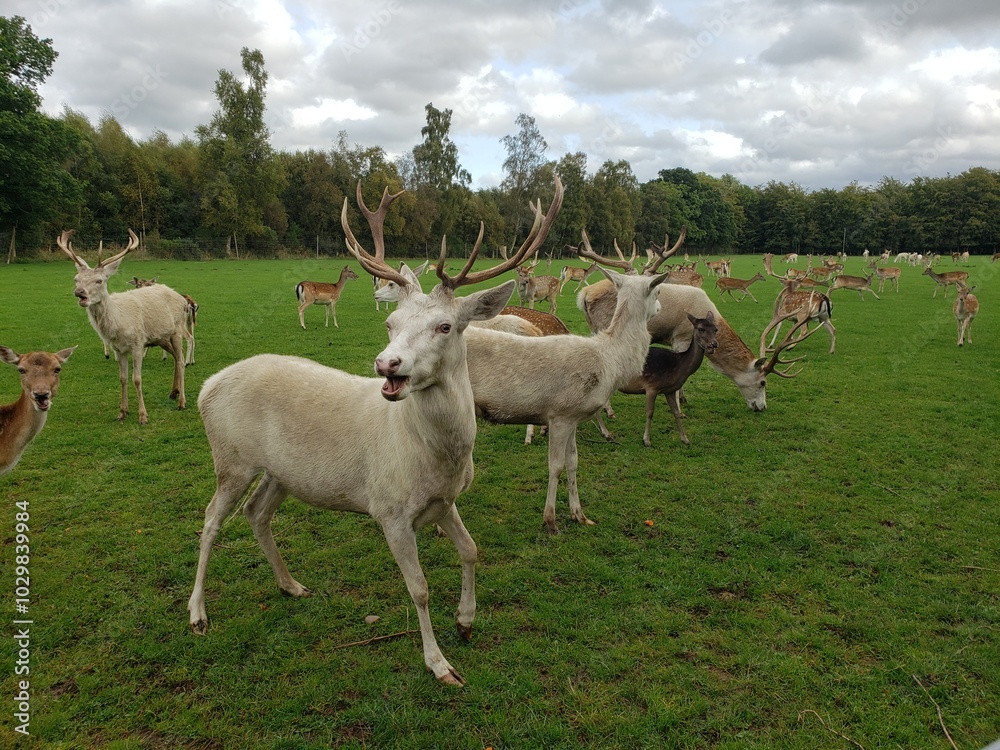 Fototapeta premium Laughing Deer