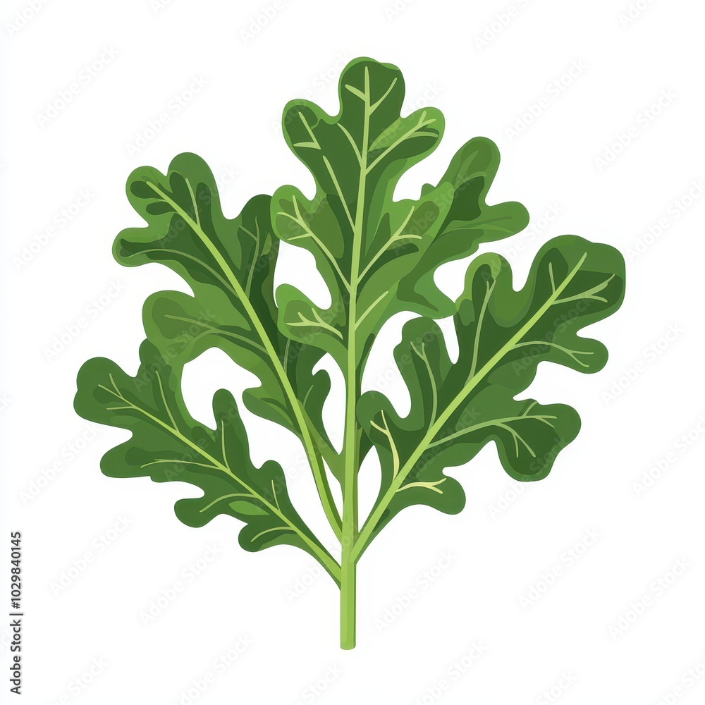 Isolated Kale Leaf on White Background