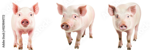 Three cute pigs standing on a white isolated background. photo