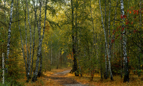 Traveling along forest roads and paths. Walking in nature.