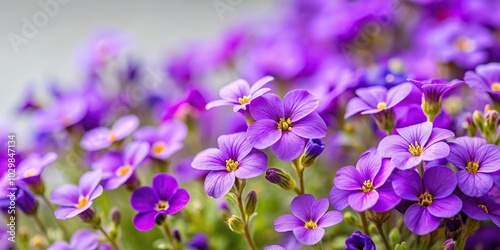 Tilted angle Aubrieta small purple flowers on a light background