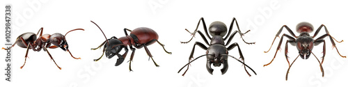 Various ants with detailed features on a white isolate background. photo