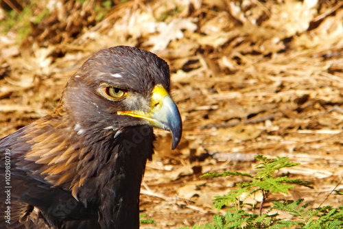 Eagle close-up