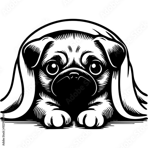 Pug puppy hid from owner under blanket in monochrome. Simple minimalistic vector in black ink drawing on transparent background