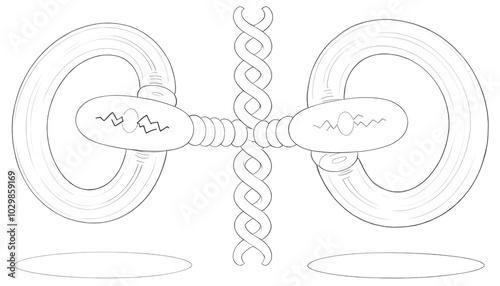 Crossing over between the non-sister chromatids of the homologous chromosome. Parental type and Recombination type. Genetic variation. Vector used for scientific and medical education. photo