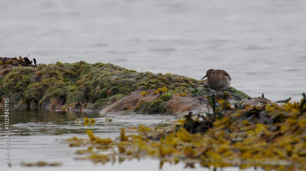 A small Purple Sandpiper bird perches atop vibrant seaweed-covered rocks along the tranquil shores of Iceland, A small Purple Sandpiper bird perches atop vibrant seaweed-covered rocks along the tranquil shores of Iceland,