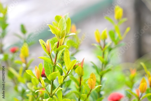 spring flowers in the grass