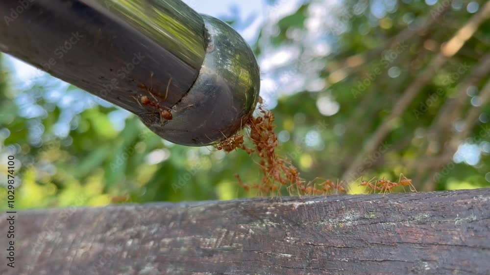 group of red ants walking in a line on a metal pipe, with some ants crawling along the edge. The image captures the ants in motion, teamwork and cooperation group of red ants walking in a line on a metal pipe, with some ants crawling along the edge. The image captures the ants in motion, teamwork and cooperation