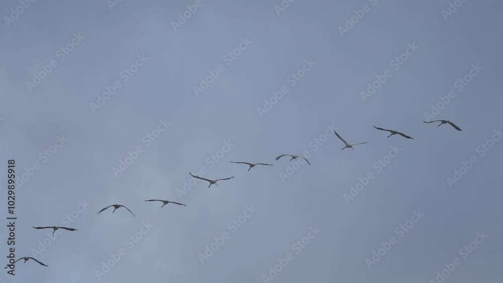 A flock of storks flies across a cloudy sky during the autumn migration, their wings flapping in unison as they journey through the atmosphere. A flock of storks flies across a cloudy sky during the autumn migration, their wings flapping in unison as they journey through the atmosphere.