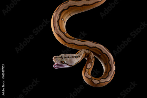 Tiger head albino python on a black background	 photo