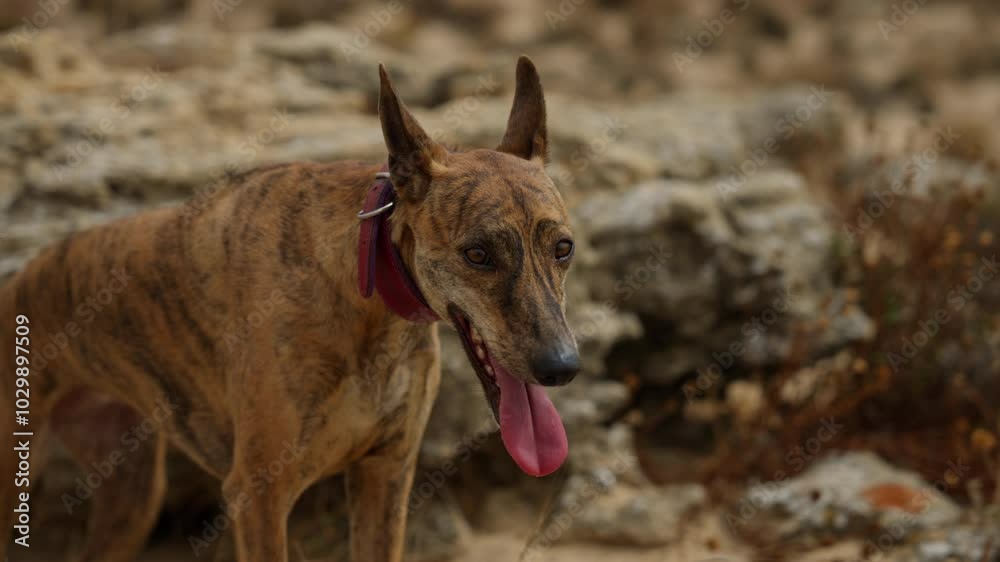 Whippet Dog Enjoying the Outdoors in the desert Whippet Dog Enjoying the Outdoors in the desert