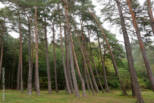 Canvas Print Forest