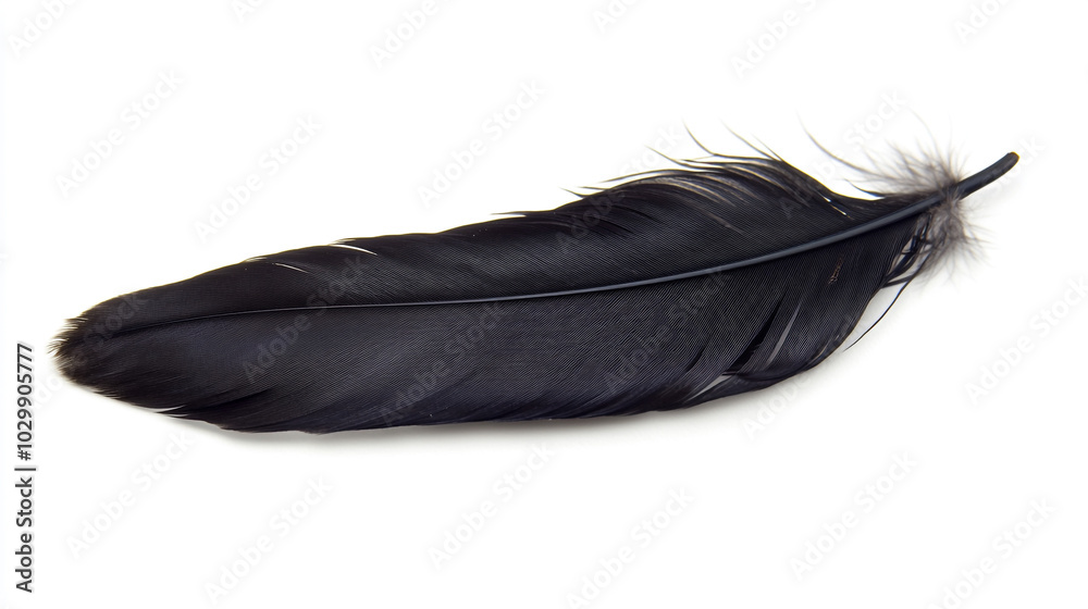 A detailed view of a long black feather resting on a white background A detailed view of a long black feather resting on a white background