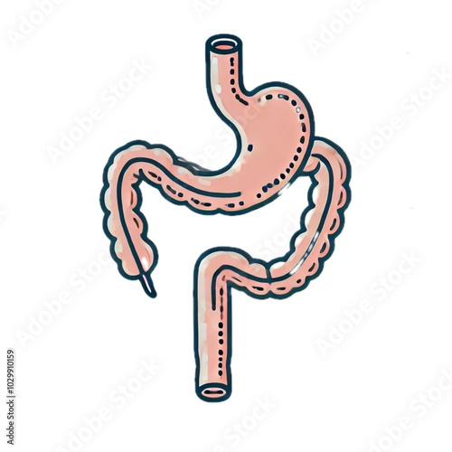 esophagus	食道