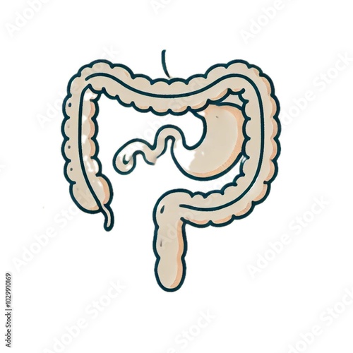 duodenum	十二指腸