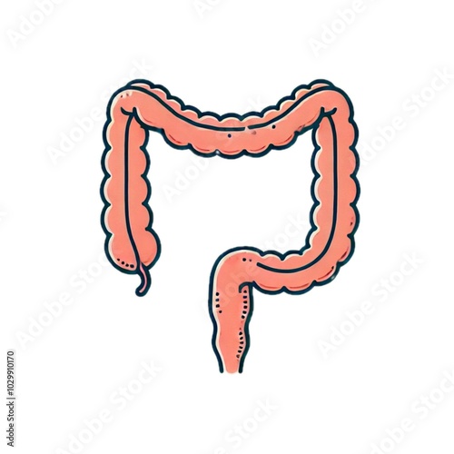 colon	結腸
