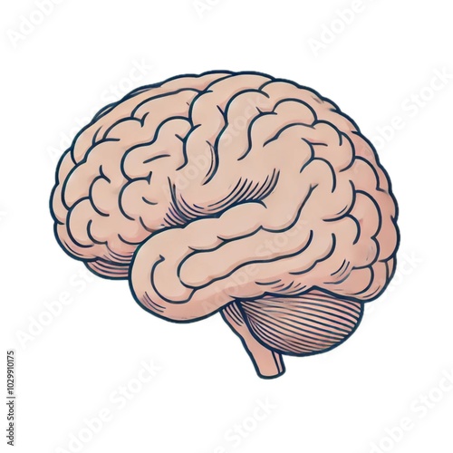 brain	脳