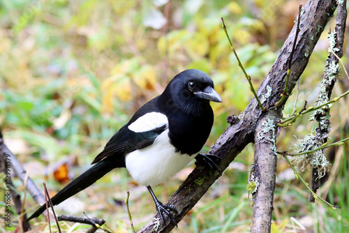 Canvas Print Eurasian magpie
