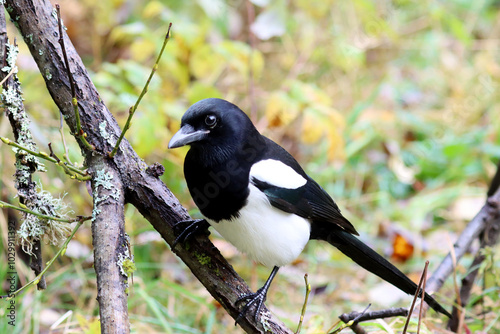 Photography Eurasian magpie